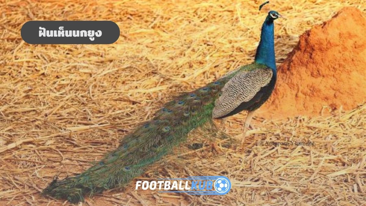 ฝันเห็นนกยูง