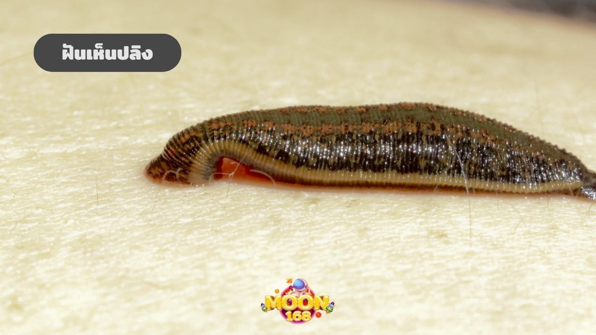 ฝันเห็นปลิง