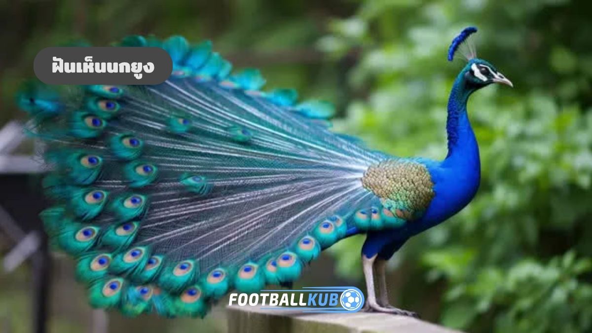 ฝันเห็นนกยูง